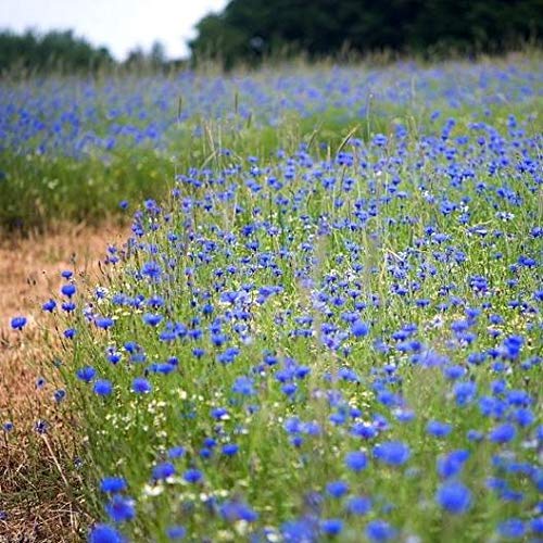  Blue Cornflower | Pure Petals | European Wild-Harvest (.5 Ounce)