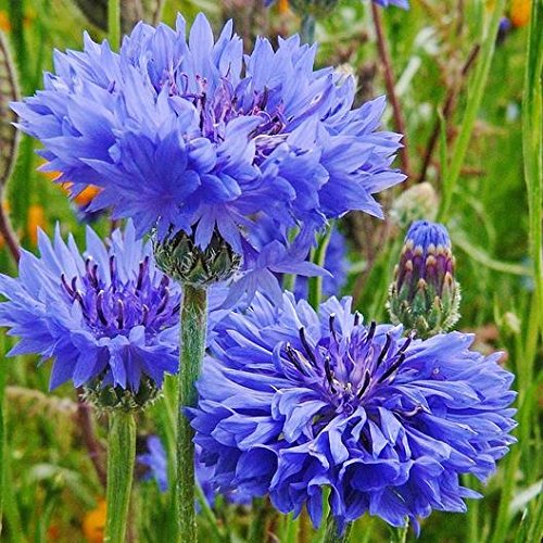  Blue Cornflower | Pure Petals | European Wild-Harvest (.5 Ounce)